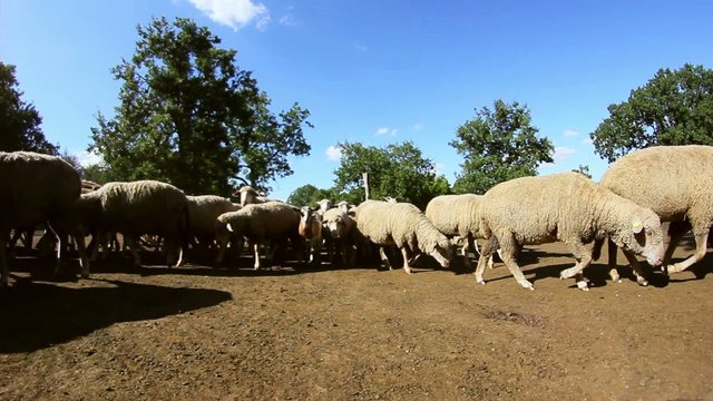 Heard of sheep and goats in a sheepfold