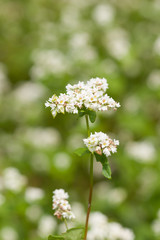 ソバの花
