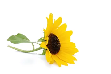 Gardinen Sonnenblume © Marty Kropp
