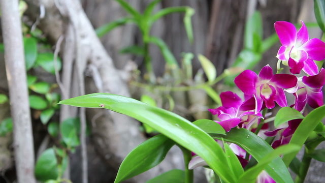 Thai orchid flower in a botanical garden. Dolly shot close-up
