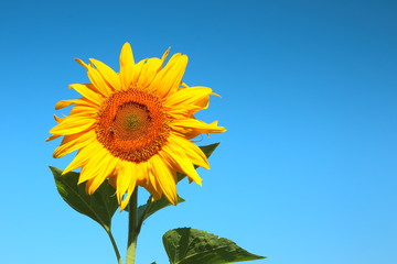 Blooming sunflower