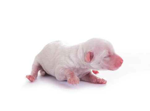 New born dog puppy