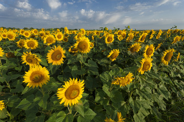 Obraz premium field of blooming sunflowers on a sunny day