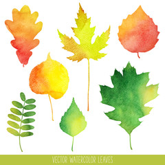 Vector watercolor autumn leaves