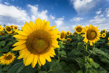 sunflower field