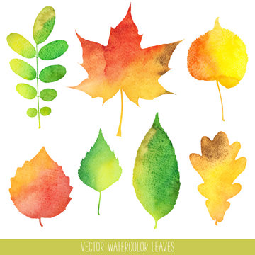 Vector watercolor autumn leaves