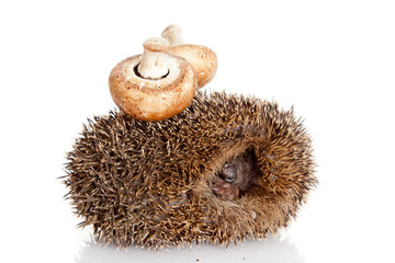 Hedgehog, isolated on white