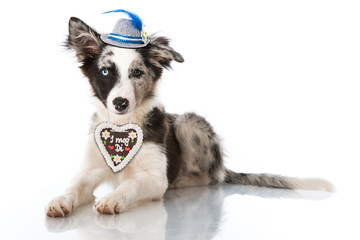 Welpe mit Tirolerhut