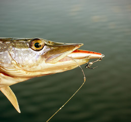 Obraz premium Pike with crank teeth