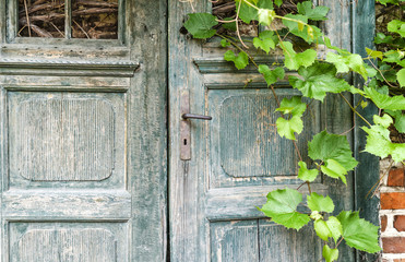 Ancient door with grapevine