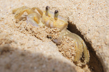 Crab on sea sunny beaches