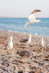 seagulls on the beach
