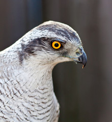 adult Hawk goshawk