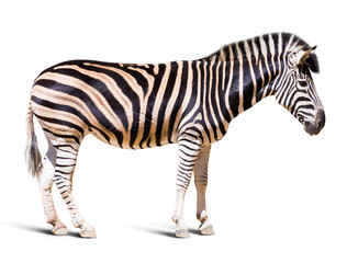 full length of zebra