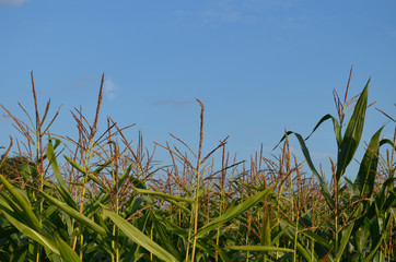 Corn field