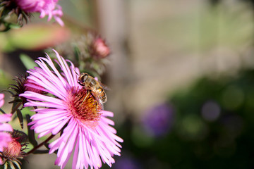 Blüte mit Insekt