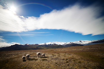 Icelandic Sheep in Meadow