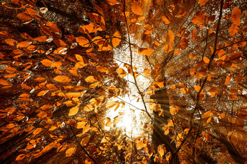 autumn leaves and sun rays