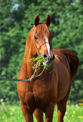 portrait of chestnut arabian horse
