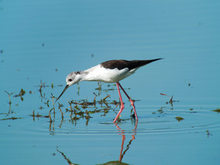 échasse blanche