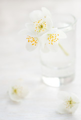 Fototapeta na wymiar Jasmine flowers over light background