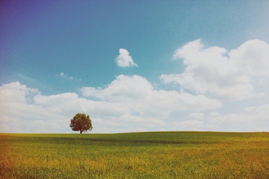 Einsamer Baum
