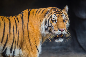 Plakat Tiger at the zoo.