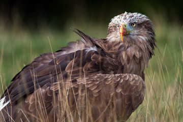 White Tailed Sea Eagle