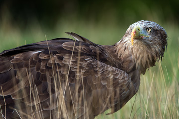 White Tailed Sea Eagle