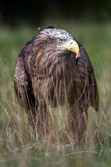 White Tailed Sea Eagle