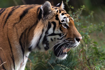 Siberian Tiger Stalking Through Dark Forest