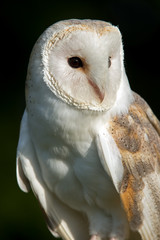 Barn Owl