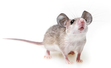 a little mouse on a white background (acomys cahirinus)