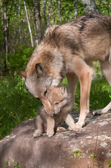 Grey Wolf (Canis lupus) Works to Pick Up Pup © geoffkuchera