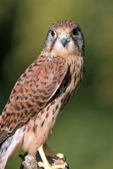 Common Kestrel