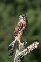 Common Kestrel