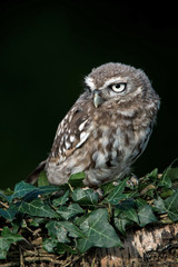 Little Owl
