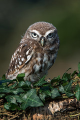 Little Owl