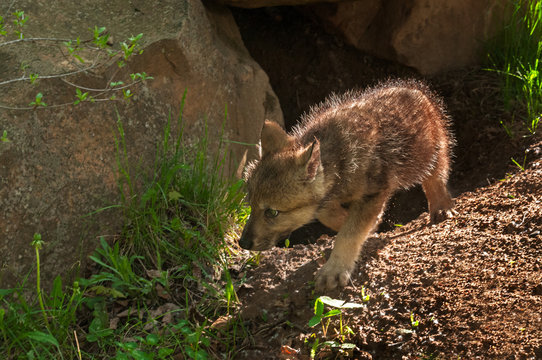 Grey Wolf (Canis lupus) Pup Moves Left out of Den