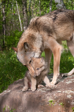 Grey Wolf (Canis lupus) Works to Pick Up Pup