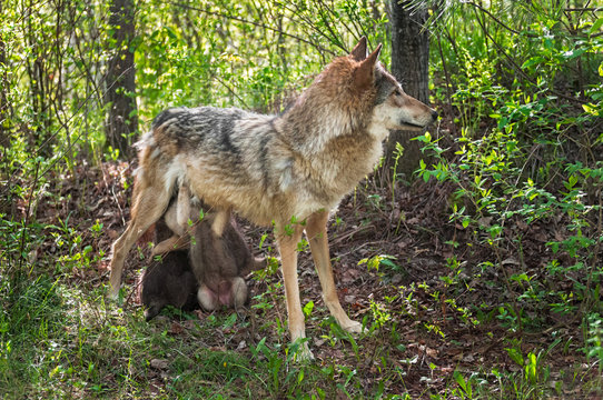 Grey Wolf (Canis lupus) Feeds Her Pups in Shady Area