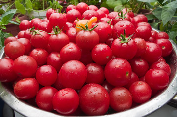 Organic Cherry tomatoes freshly picked from the garden