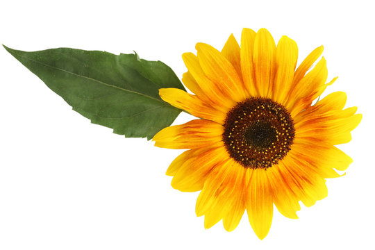 Sunflower with a leaf on a white background closeup