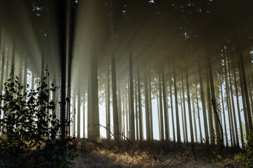 Sun beams in a misty spruce forest