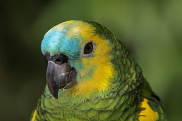 Blaustirnamazone