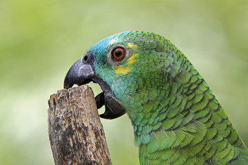 Blaustirnamazone