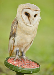 A wild barn owl 