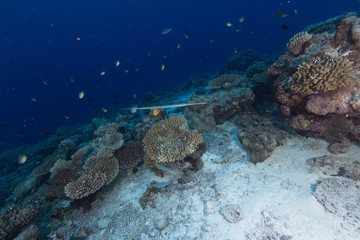 Arrecife de coral