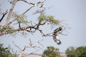 bird