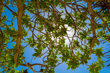 Branches of tropical trees with green leafs in front of bright s